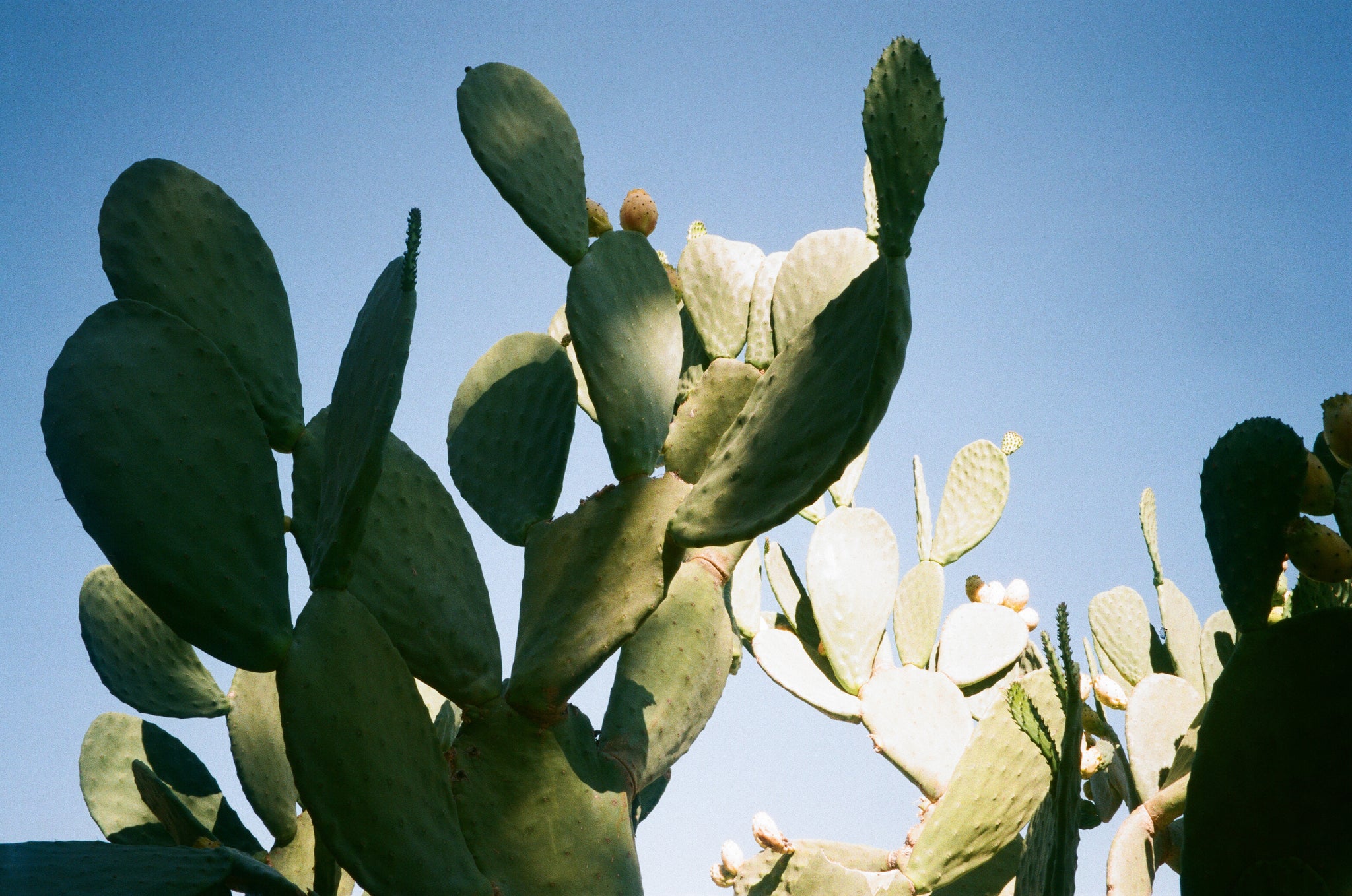 Sunburnt and Stoked 002: Jolly in Joshua Tree