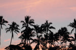 Analogue Convergence - 8" x 10" Palms Print - Aloha Beach Club