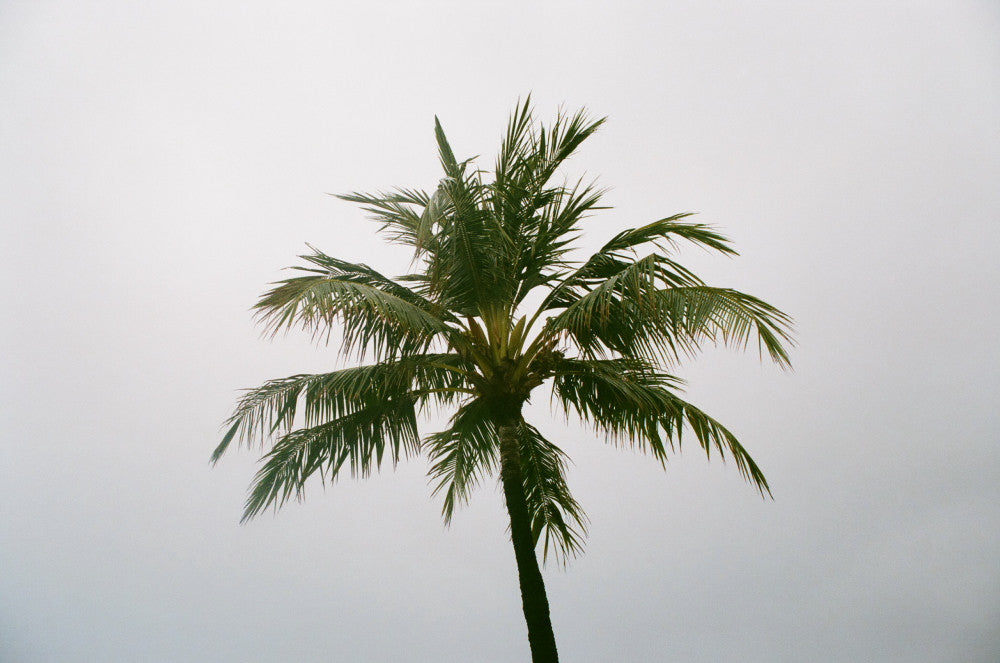 Analogue Convergence - 8" x 10" Barbs Print - Aloha Beach Club