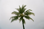 Analogue Convergence - 8" x 10" Barbs Print - Aloha Beach Club
