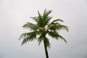 Analogue Convergence - 8" x 10" Barbs Print - Aloha Beach Club